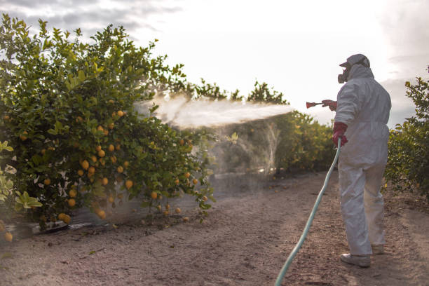 Best Bed Bug Extermination  in Bayou Gauche, LA