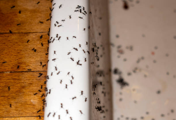 Best Wasp Removal Services  in Bayou Gauche, LA